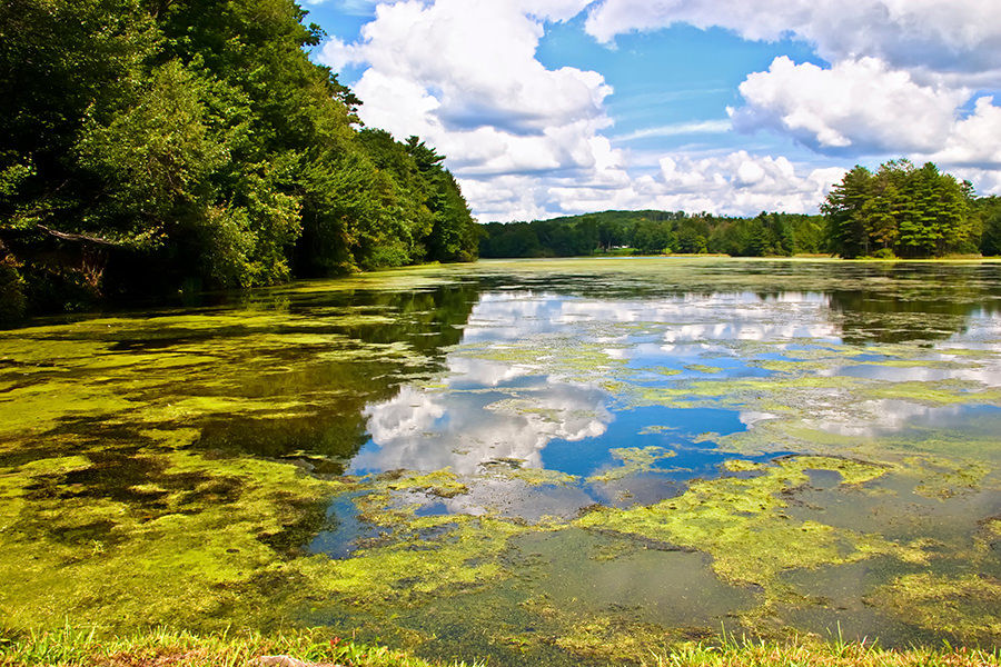 Picture for category Best Pond Algaecide Solutions for Algae Control