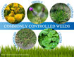 Picture of Liquid Harvest Mesotrione