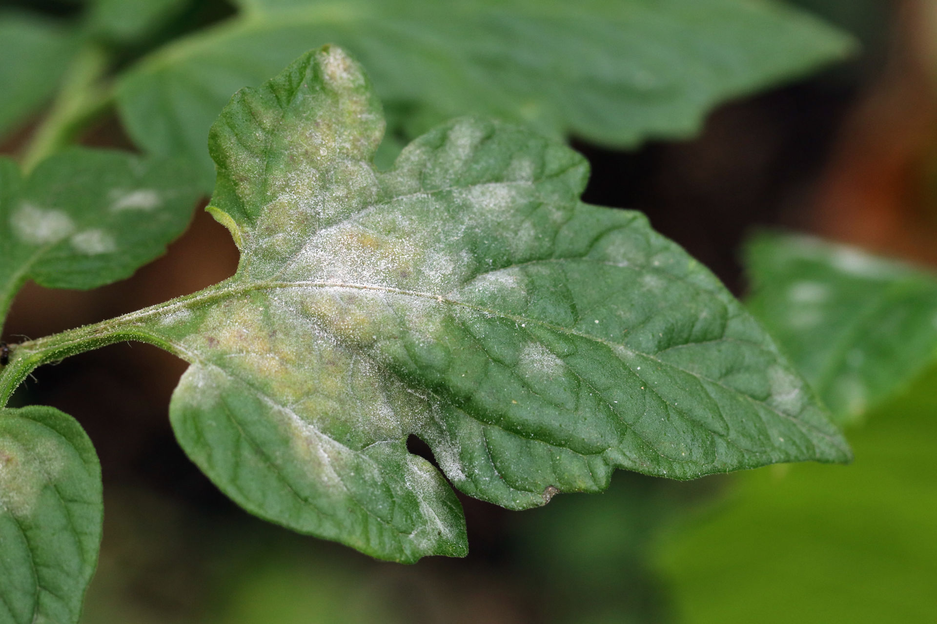 Picture for category Fungicide