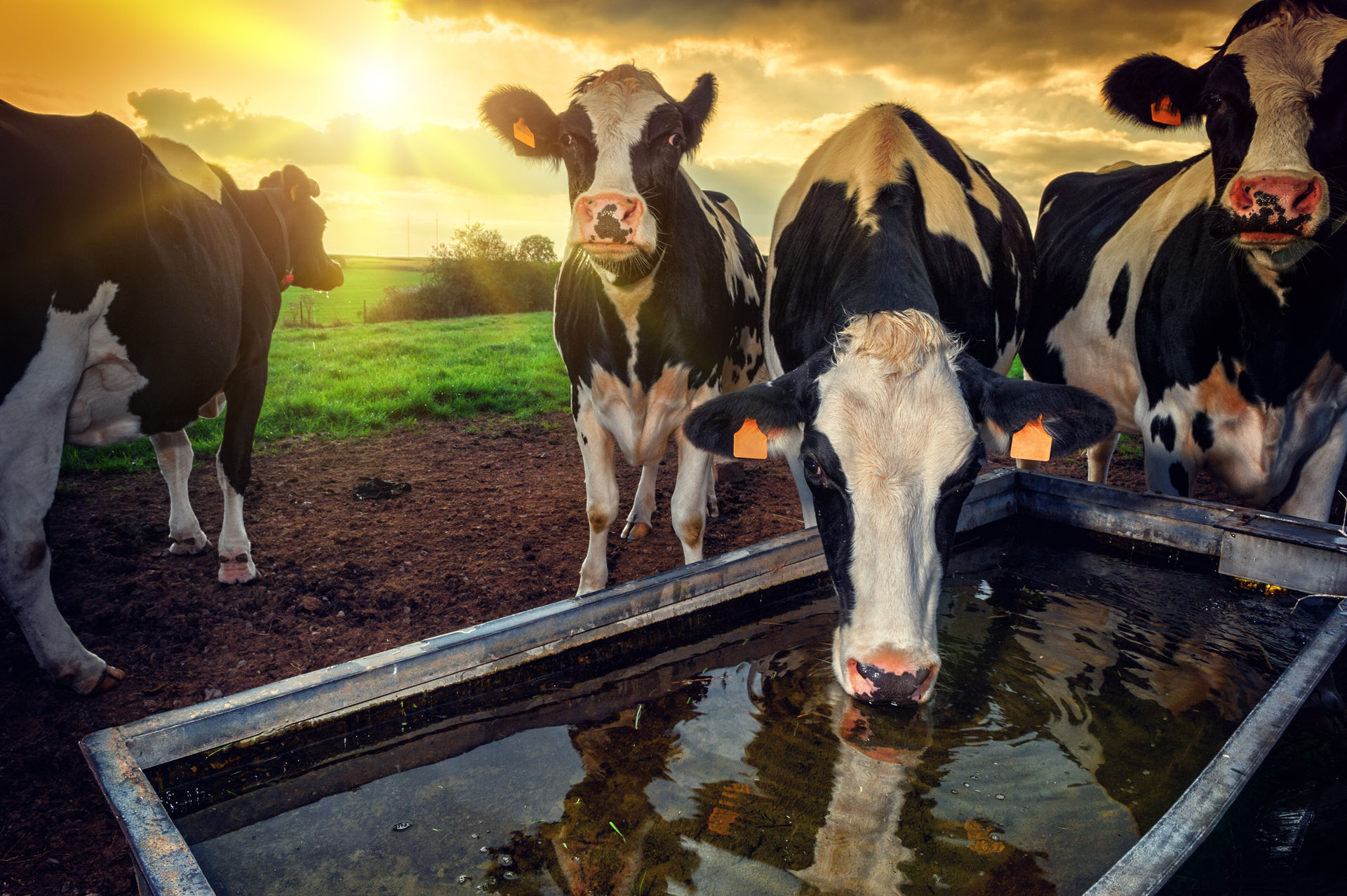 Picture for category Animal Health
