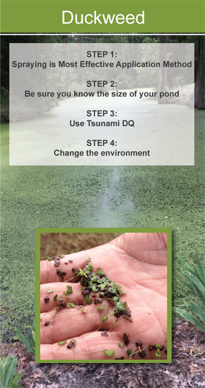 Duckweed Treatment