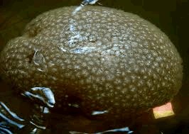 Image result for bryozoans