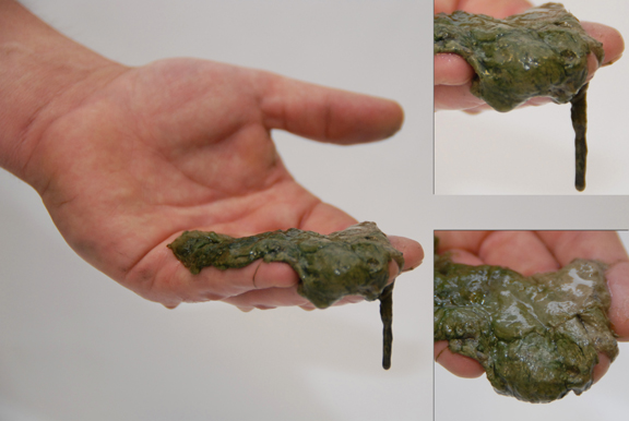Pond Algae