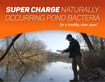 Picture of Natural Pond Cleaner