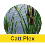 Cattails