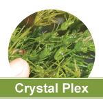 Chara Pond Algae