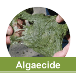 Filamentous Algae