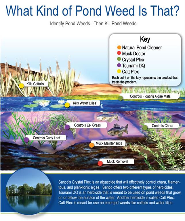 ID Your Pond Weed Infographic