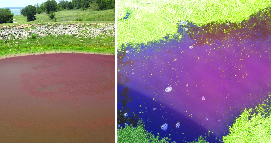 How to Treat Red Algae in a Pond: Clear Water Guide