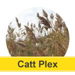 Reed Grass