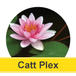 Water Lily