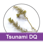 Water Milfoil