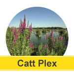 Purple Loostrife