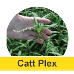 Smartweed